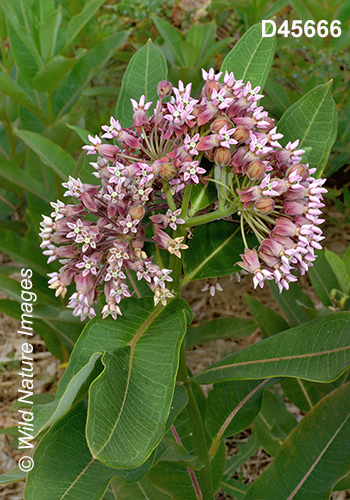 Common Milkweed (Asclepias syriaca)